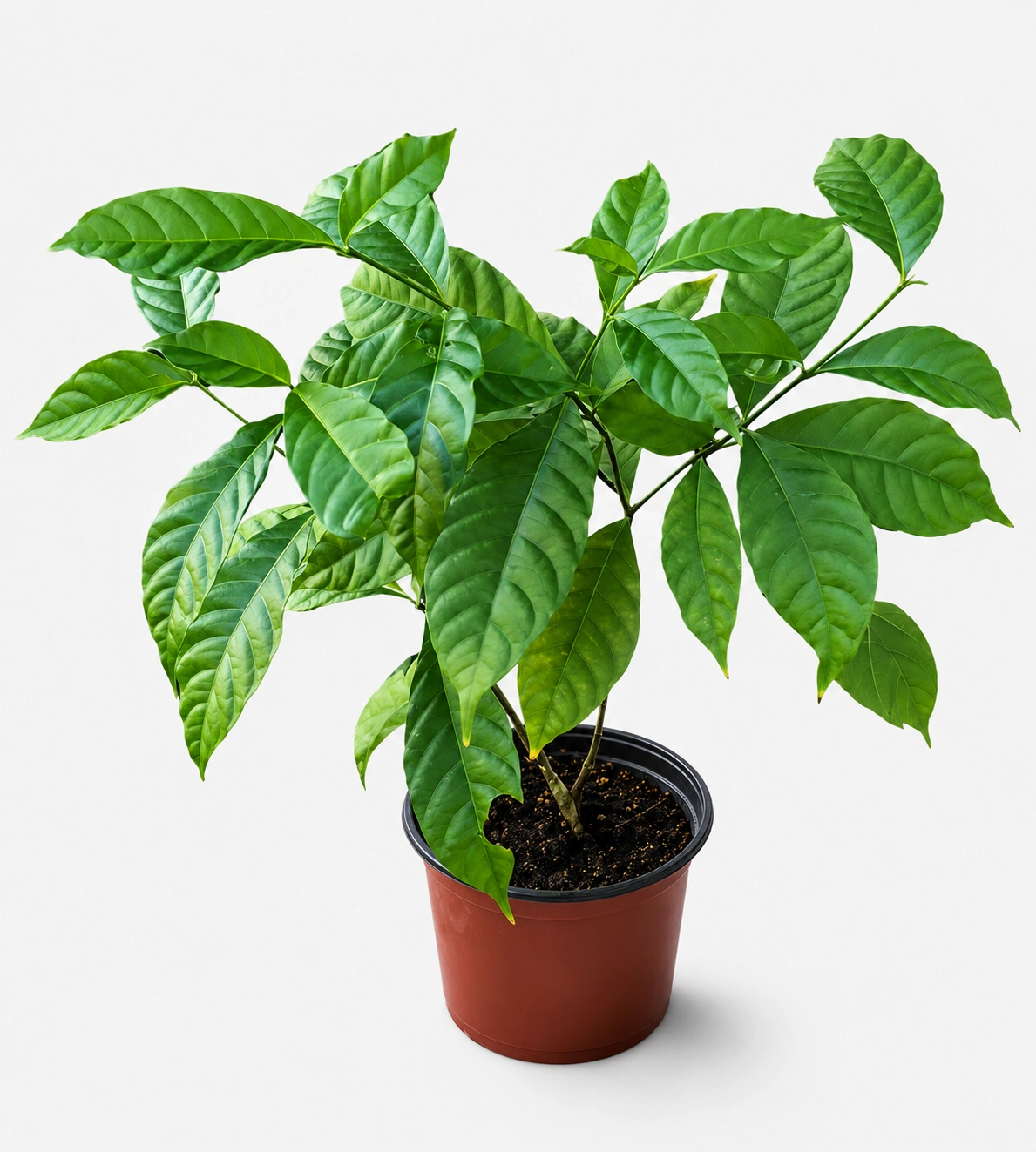 Iboga plant in its natural rainforest setting